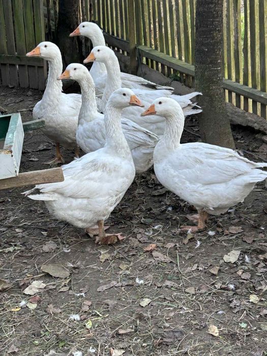 Sprzedam Gęsi i kaczki z tego roku