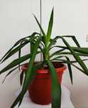 Juka (yucca) – idealna roślina doniczkowa do domu kwiatek 80 cm