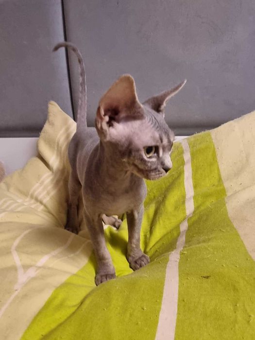 Kocięta koty Devon Rex