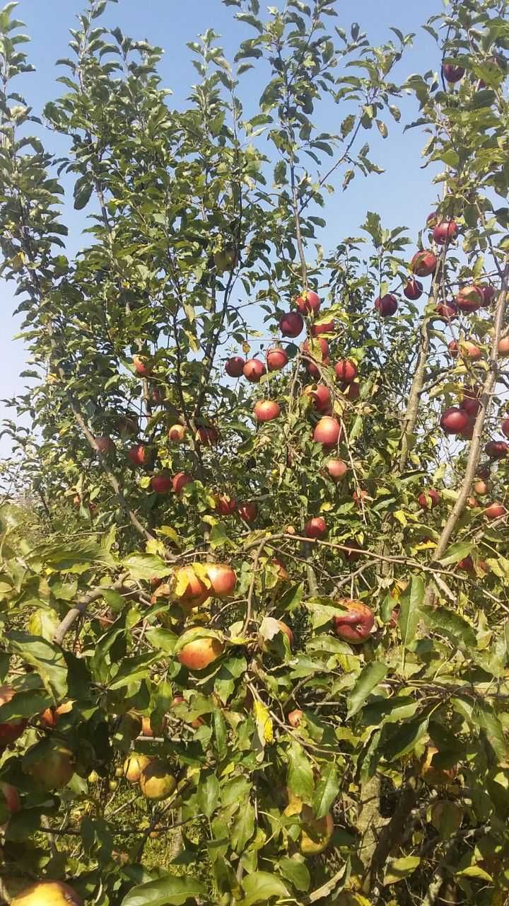 Продаж земельної ділянки під будівництво село Пикуловичі