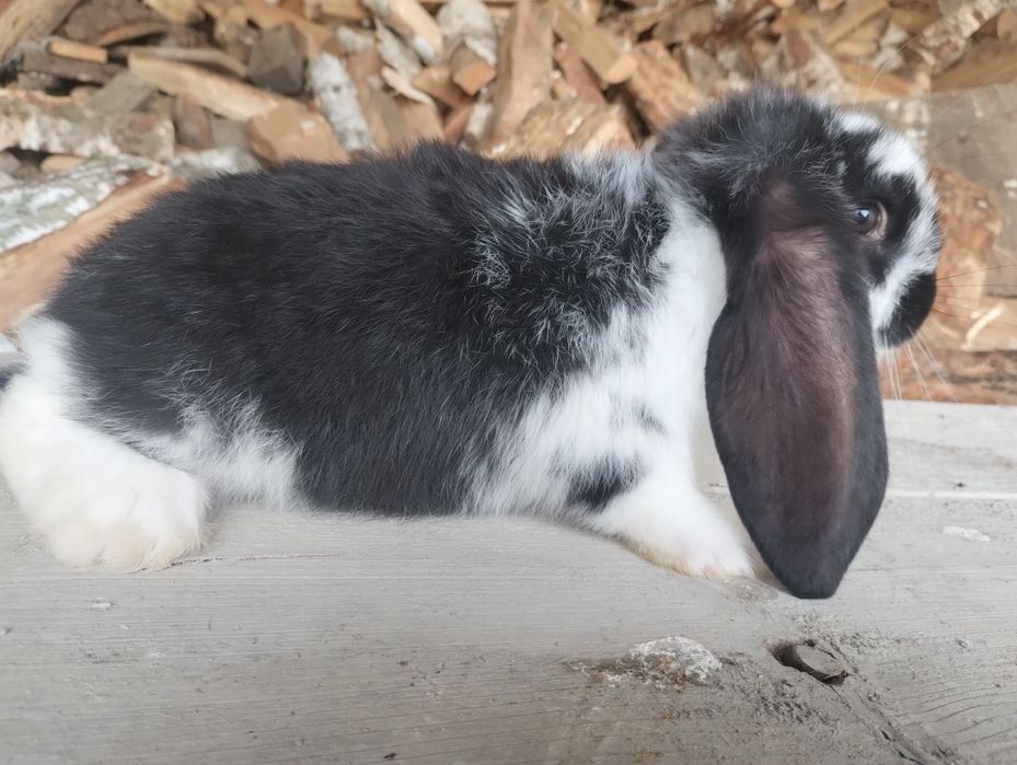 Sprzedam młode barany francuskie różne kolory