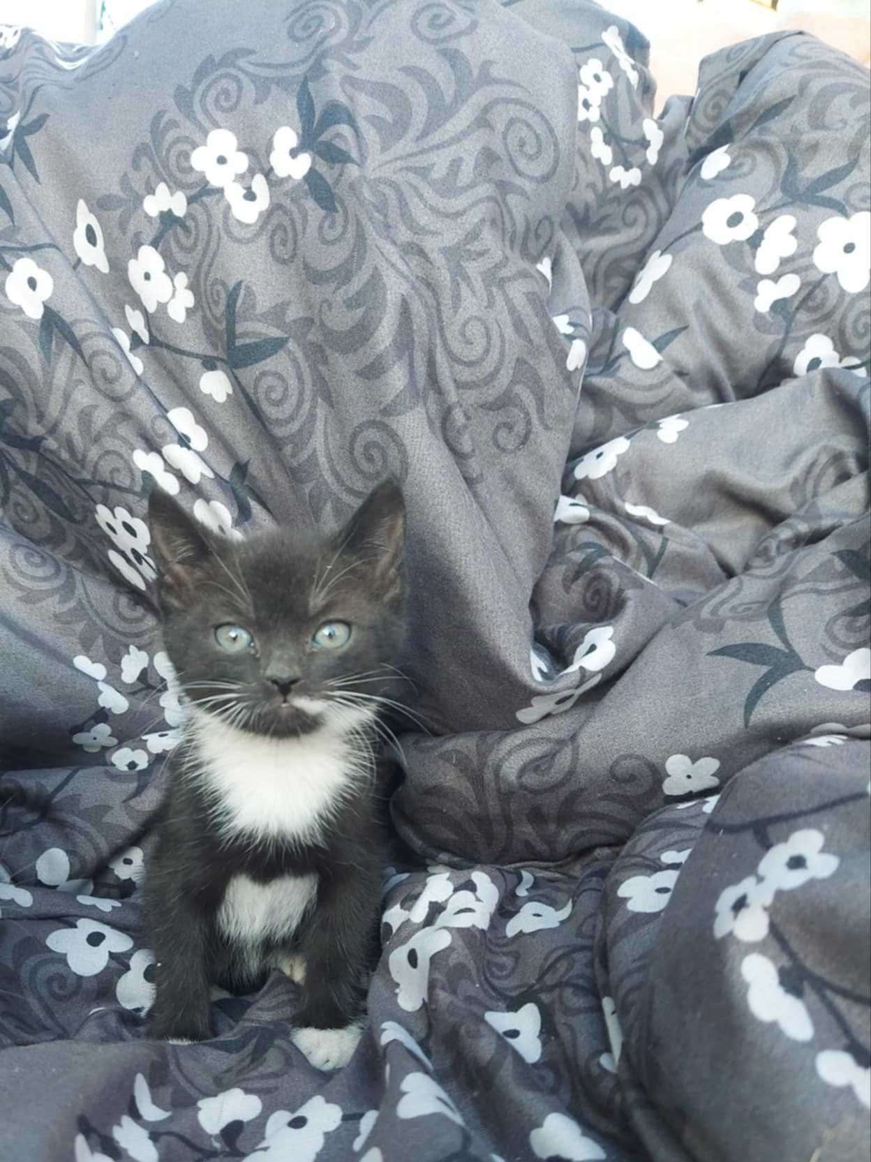 Oddam kotki w dobre ręce