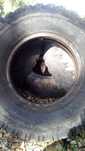 Pneus Firestone 750 R16 (para desocupar)