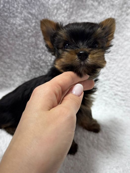 Piesek york mini miniaturaka  mały