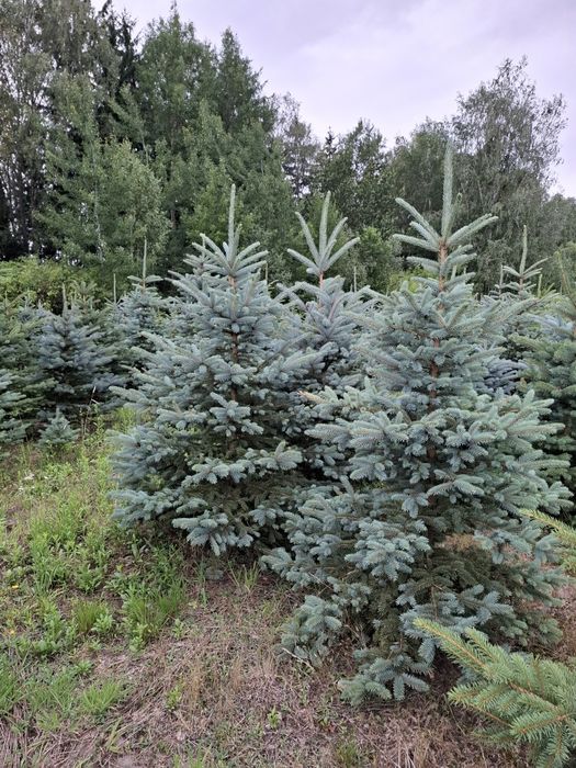 Choinki - świerk srebrny plantacja