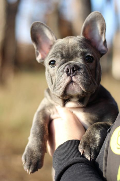 Французький бульдог. ХЛОПЧИК.
