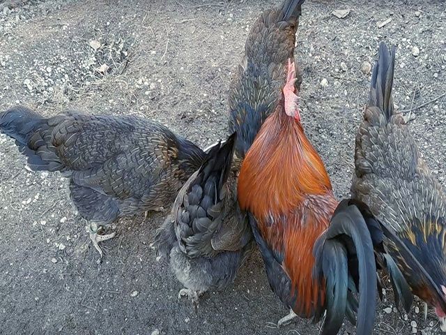 Яйце інкубаційне.Курчата, Доркінг золото, срібло.