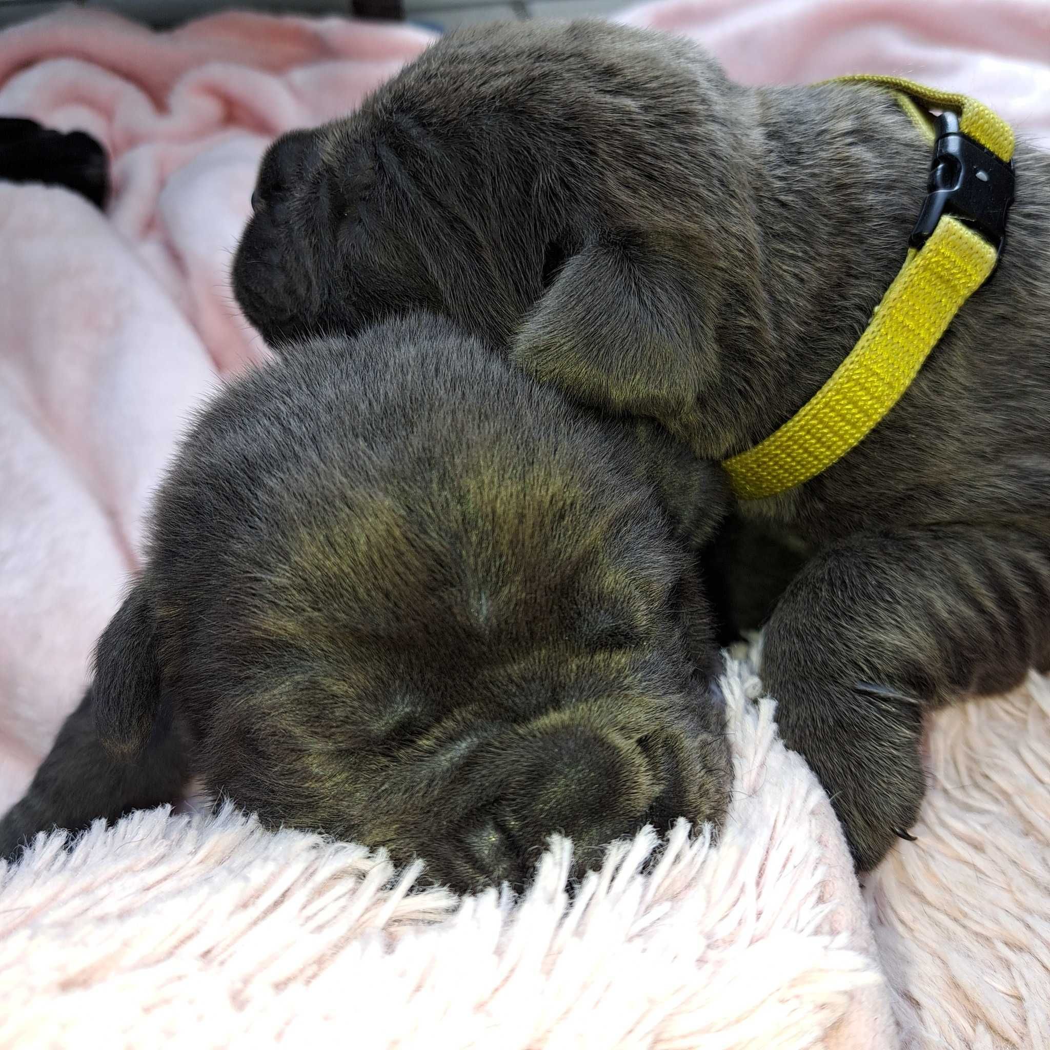 Cane Corso Italiano doskonale skojarzenie. Hodowla ZKwP/ FCI