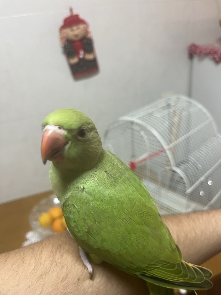 Ring neck domesticado