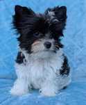 Yorkshire terrier pieski z rodowodem