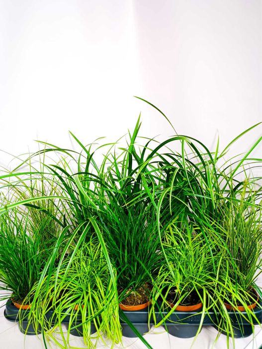 Хвойні,морозник,хебе,магнолія,клен,верес,фотінія,хости,вейгела,ялинка