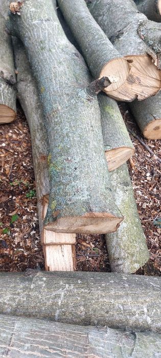 Orzech pień i konary