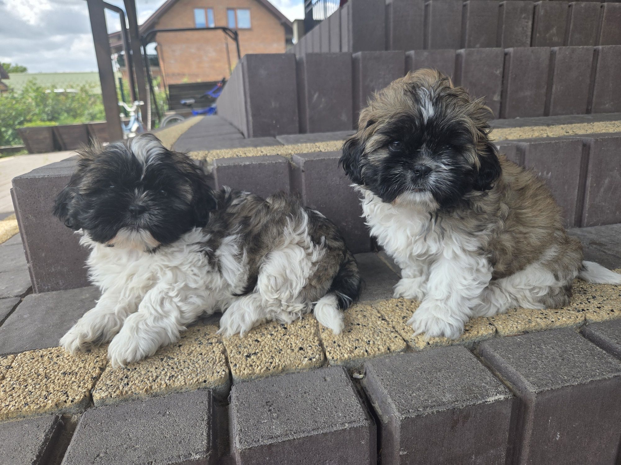 Piękne shih tzu zapraszam