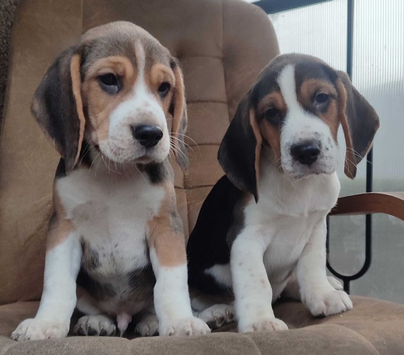Beagle śliczny Tricolorek