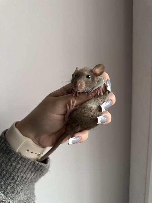 Криси Крысы Сміла, дамбо рекс