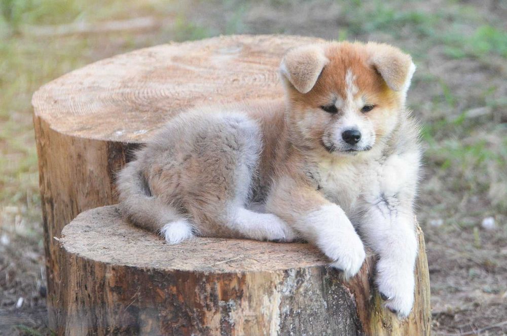 Akita japońska,akita-inu czerwony piesek FCI/ZKwP