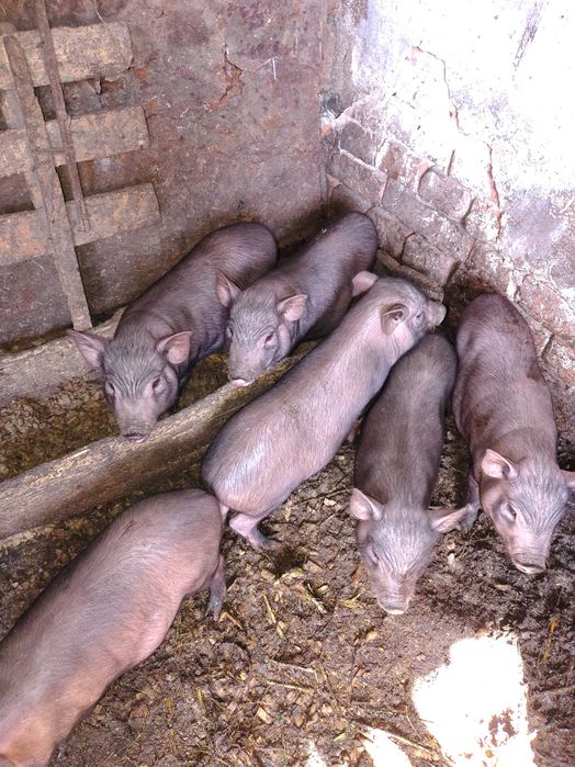 Продам поросяток корейців!