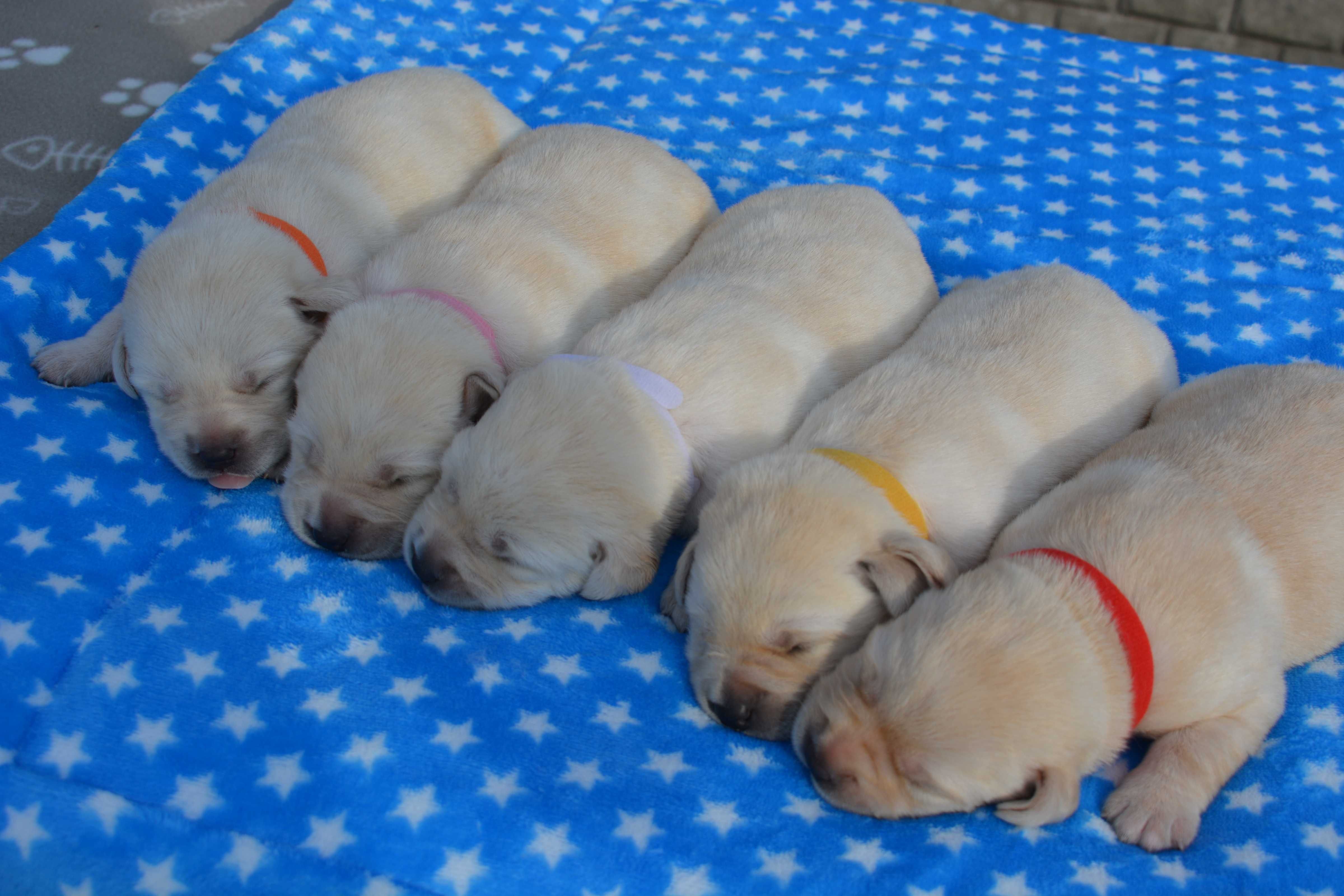 Labrador Retriever  ZKwP FCI po przebadanych genetycznie rodzicach