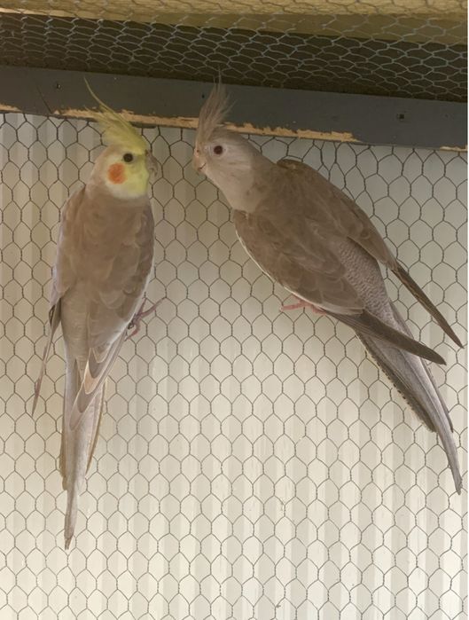 Casal disponivel , ler descricao a baixo