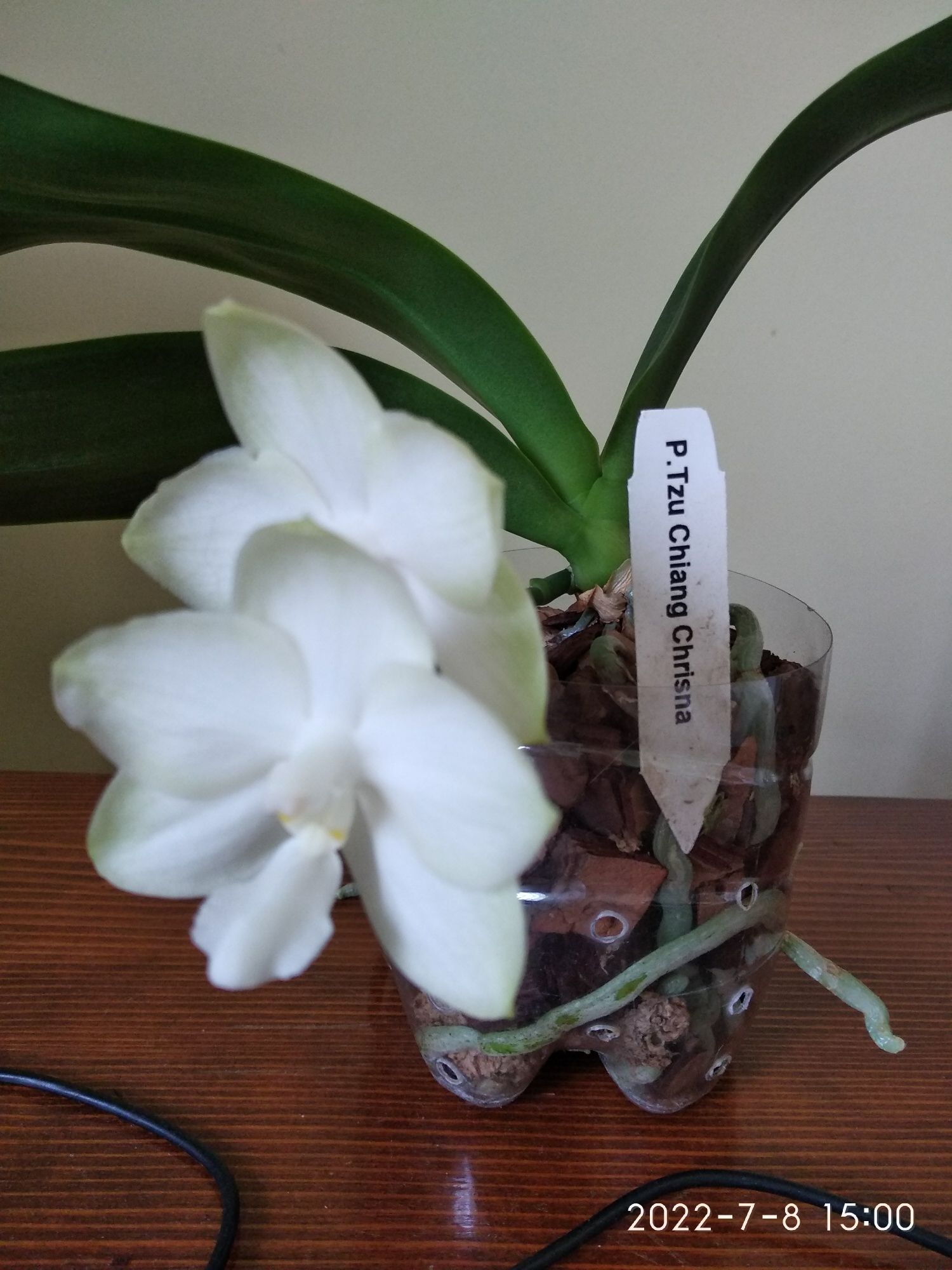 Фаленопсис орхідея