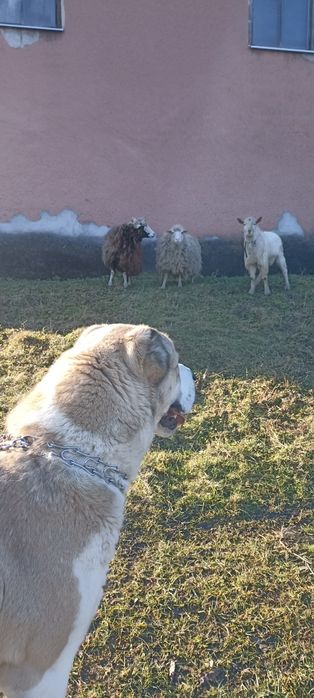 Продається алабай вік 3 роки врівноважина спокійна дуже грайлива