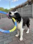 Border Collie suczka gotowy do odbioru