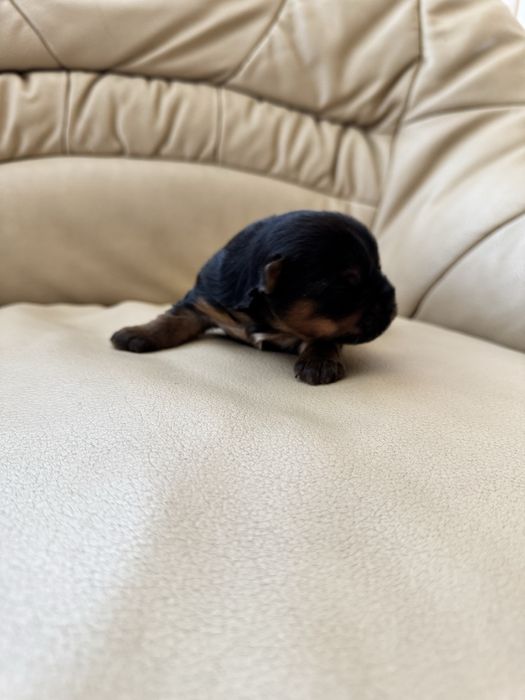 Йоркширський терєр