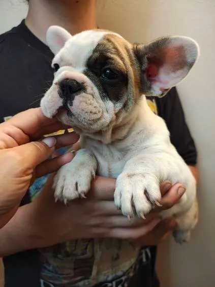 Buldog francuski Suczka Biała