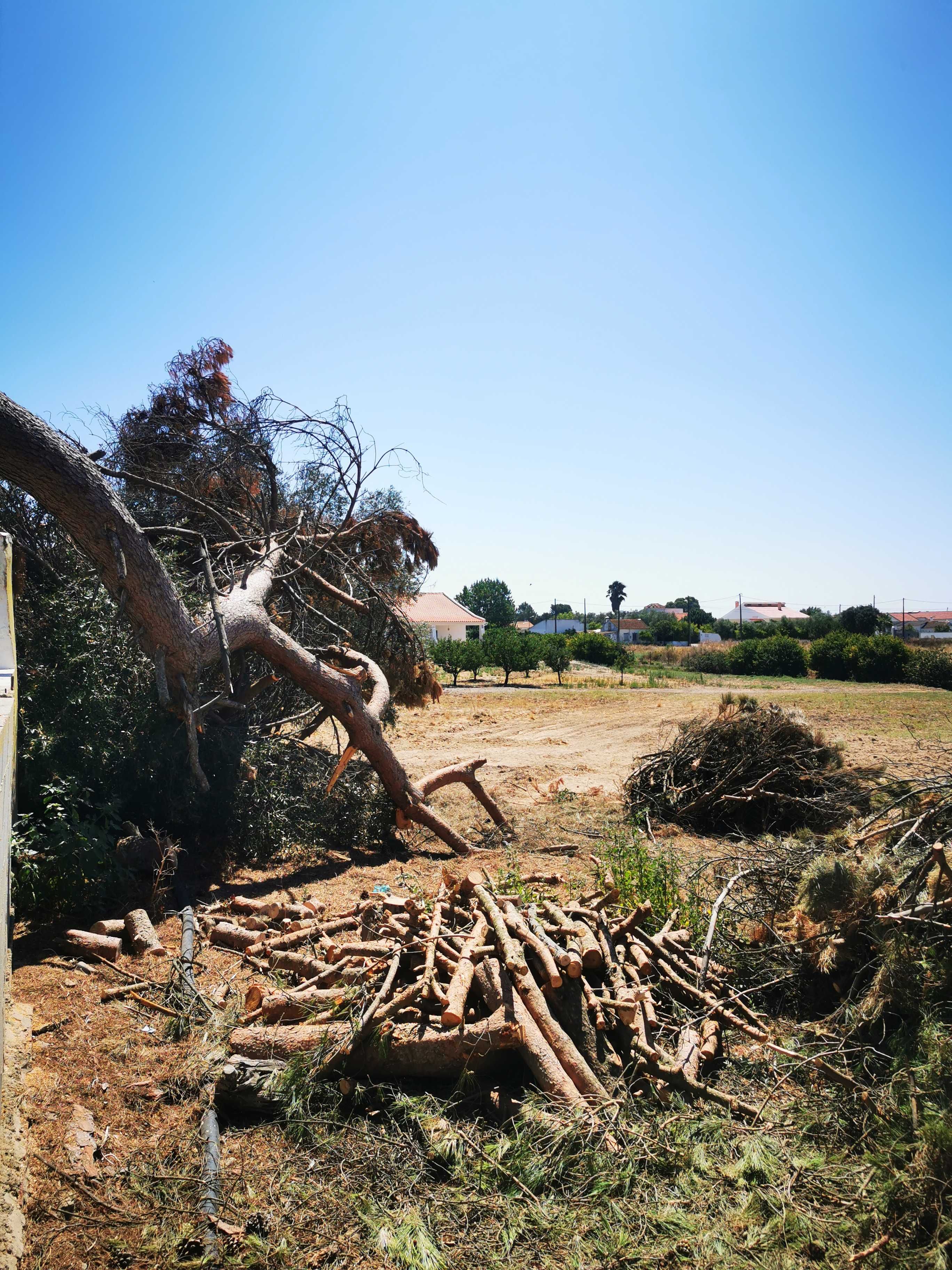 Corte de árvores difíceis / Difficult tree pruning and removal