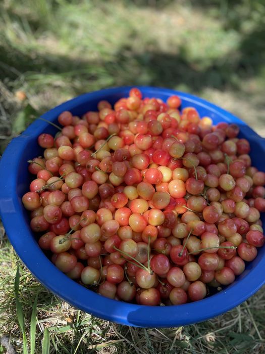 Продам дачу в Канівському заповіднику