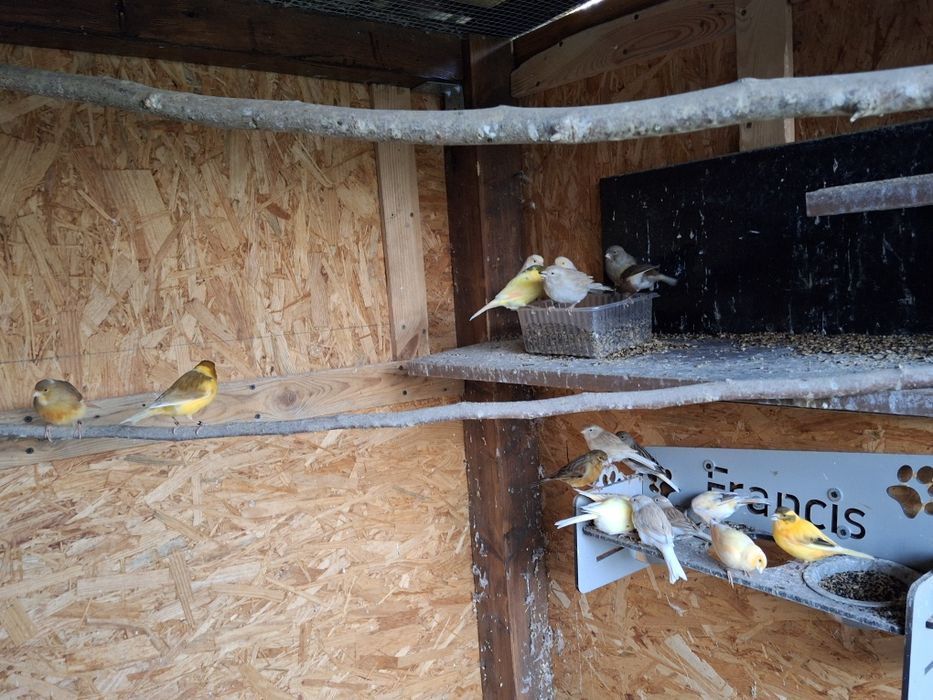 Kanarek samiczka 2025