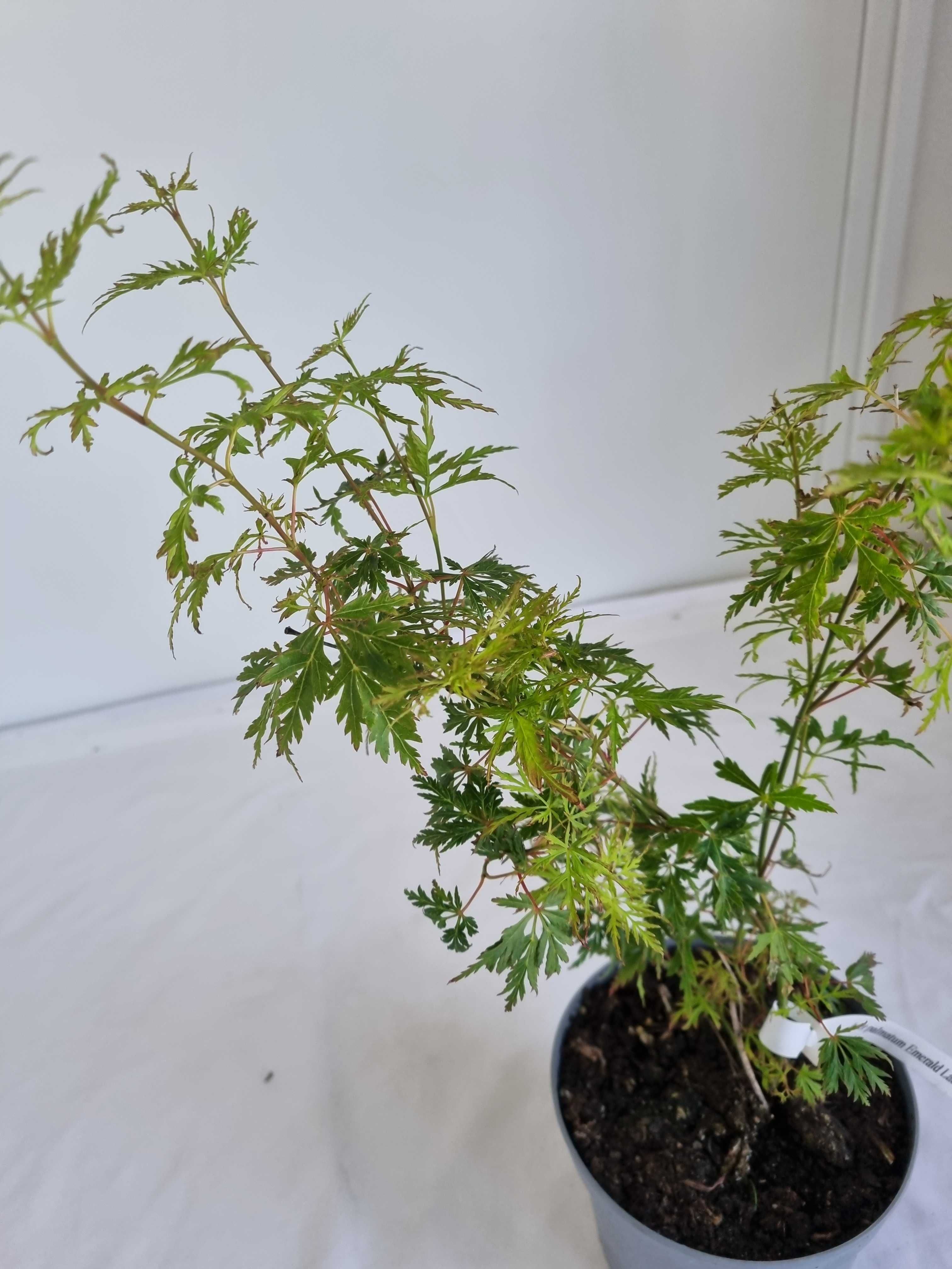 Bonsai Klon Palmowy Acer palmatum 'Emerald Lace' 50 cm Doniczka 2L