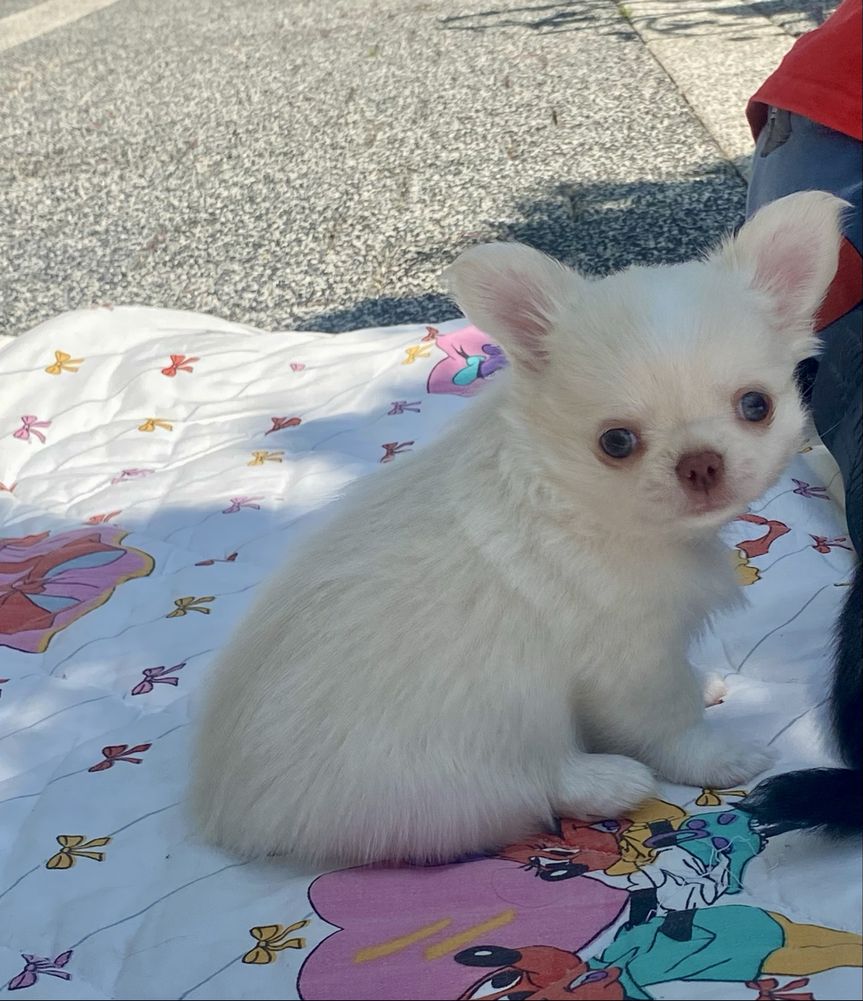 Chihuahua bialy chlopiec FCI