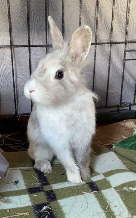 Romeo i Julia do adopcji
