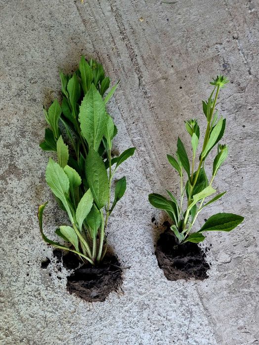 Рудбекия махровая неприхотливая