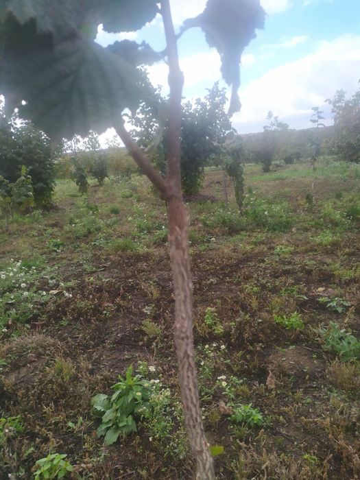 Фундук на медвежому горісі