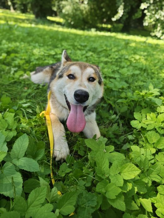 Super pozytywny, łagodny i przyjacielski pies -  husky szczeniak