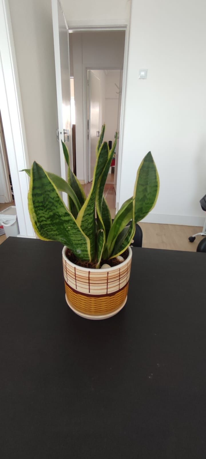 Planta sansevieria.