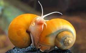 продам или поменяю гупаков, улиток ампулярий, на другие рыбки