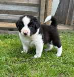Border collie szczenięta