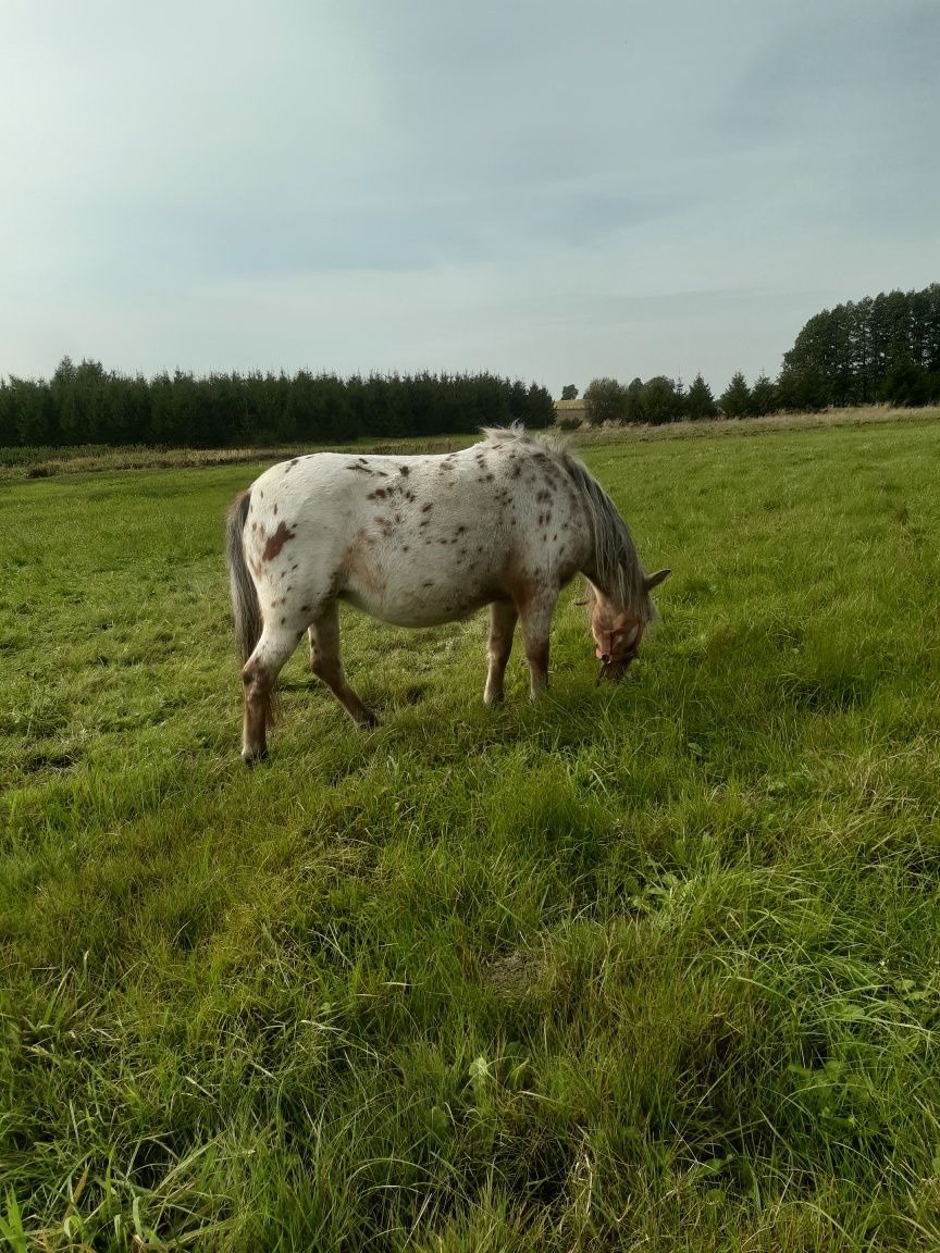 Sprzedam,kuce w różnym wieku