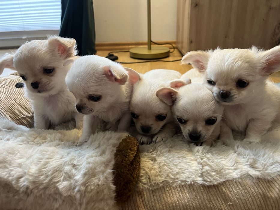 Chichuahua chlopcy FCI