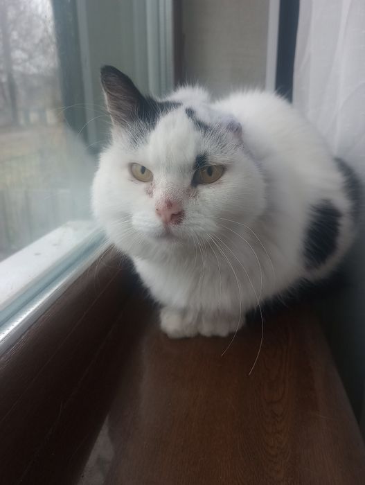 Кошка Валюшка с одним ушком с ЗБД