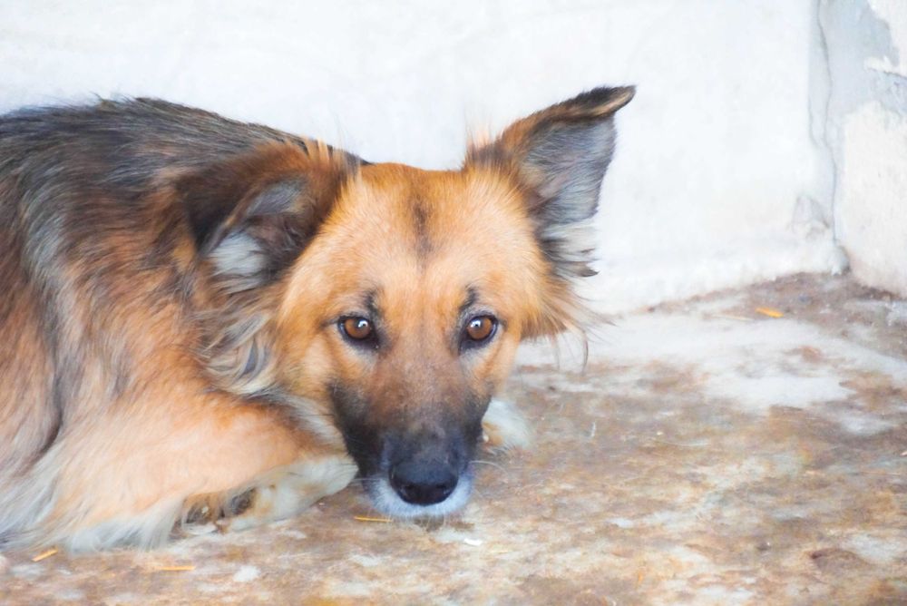 TAJA - niewielka, wystraszona sunia szuka domu