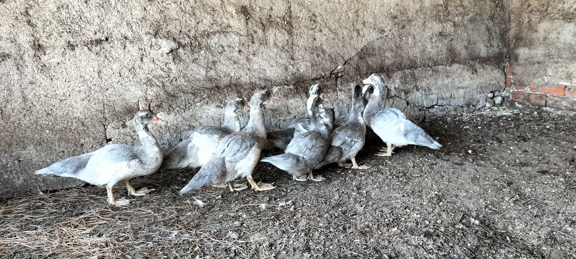Vendo Patos mudos