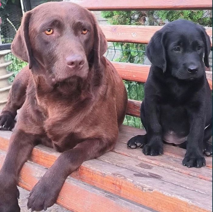 Элитные щенки Питомника Лабрадор Ретривер Документы ЧИП Паспорт Достав