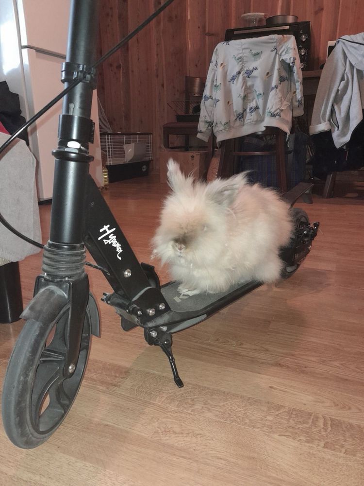 Krolik bardzo fajny ma 1 rok