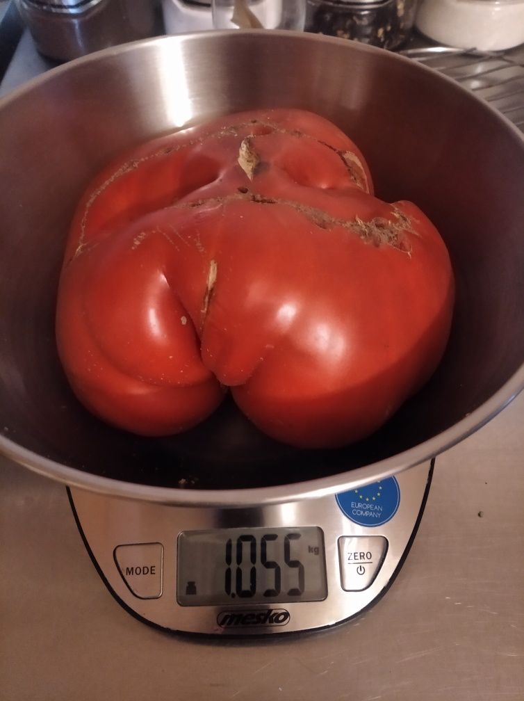 Sadzonki pomidora nadwyżka