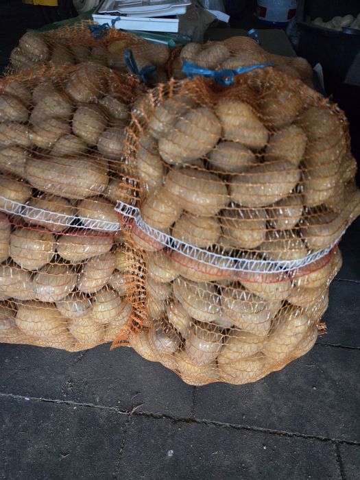 Ziemniaki swiezo wykopane