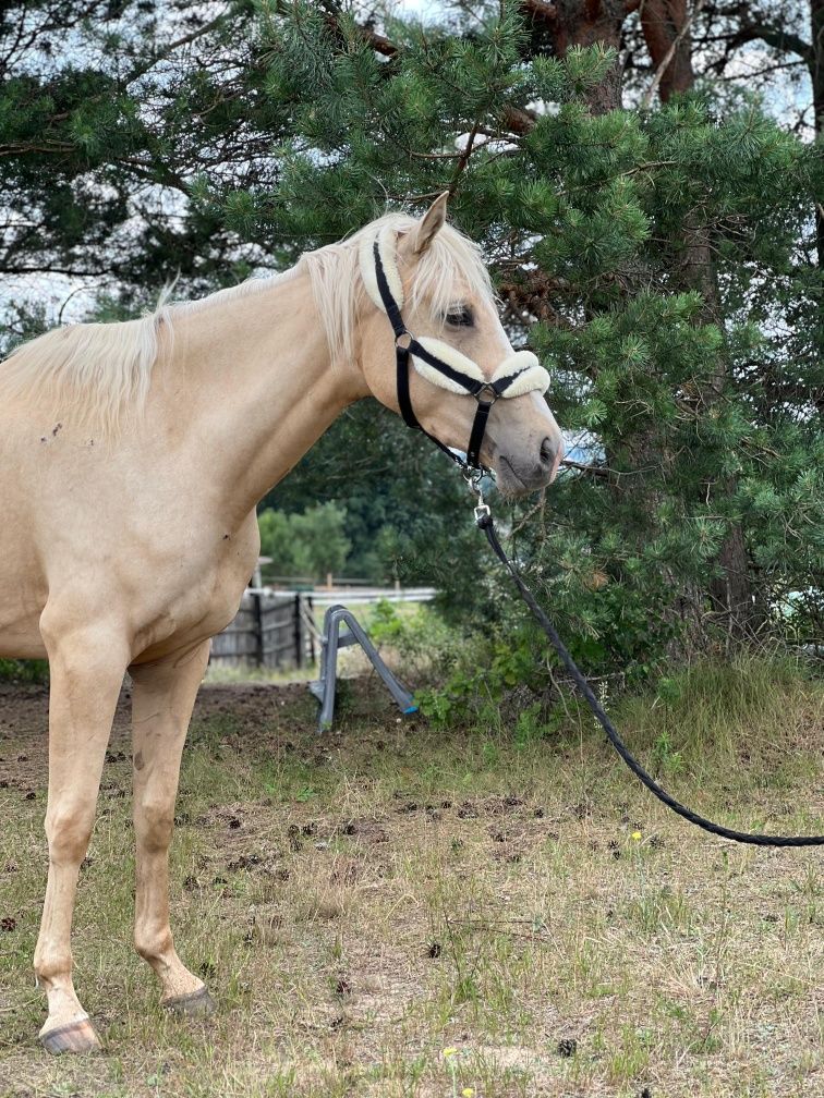 Izabelowata palomino  klacz wielkopolska